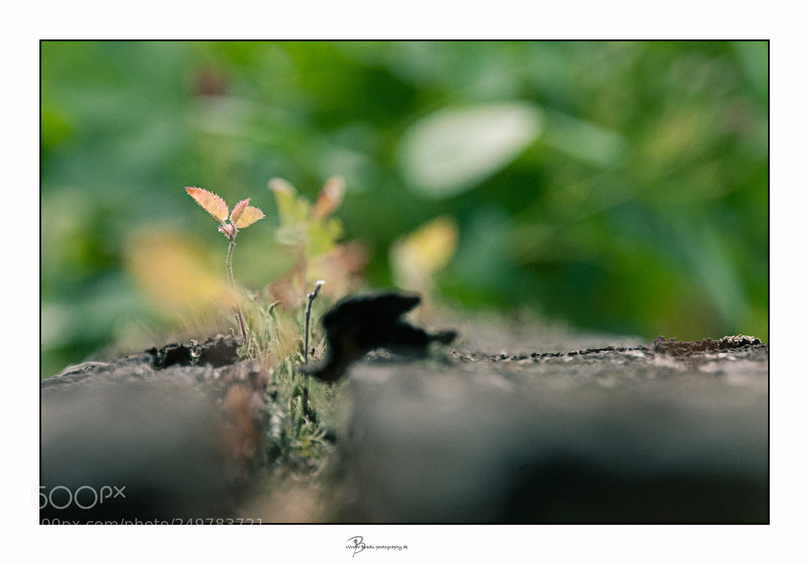 Nikon D300S sample photo. Untitled photography