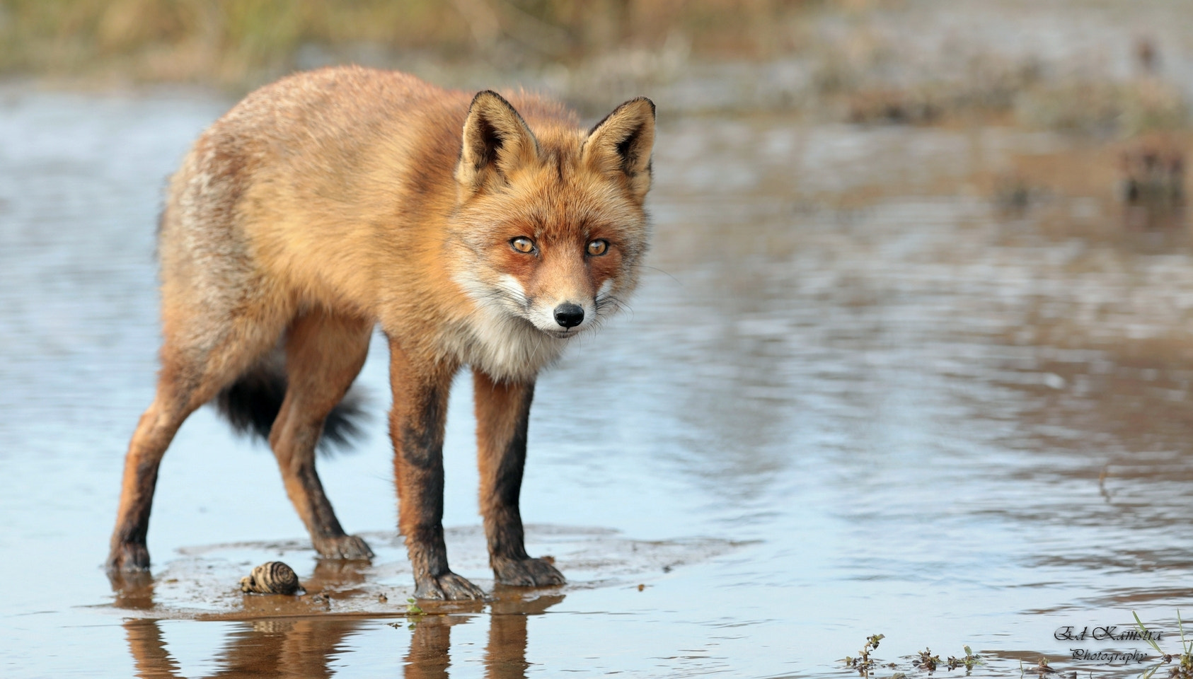 Canon EOS 5D Mark IV sample photo. Fox on water. photography