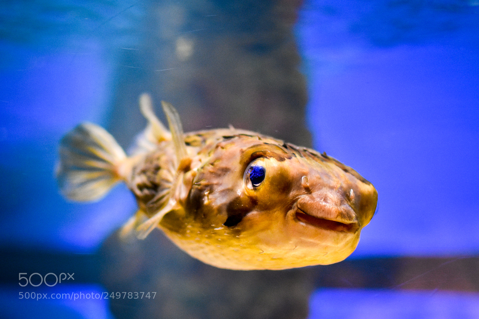 Nikon D7200 sample photo. Smiling fish :) photography