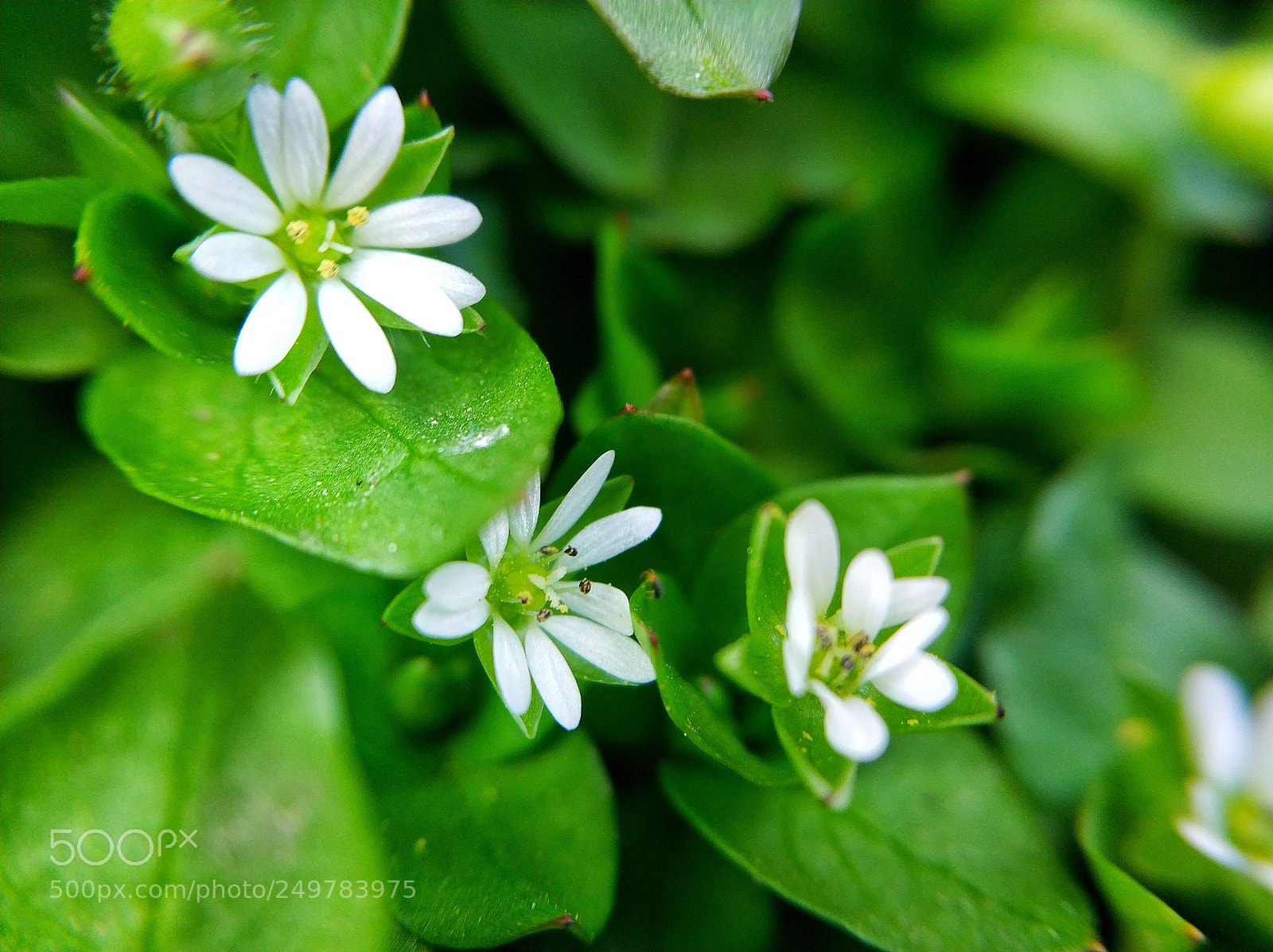 Xiaomi Mi Note 3 sample photo. Spring flowers photography