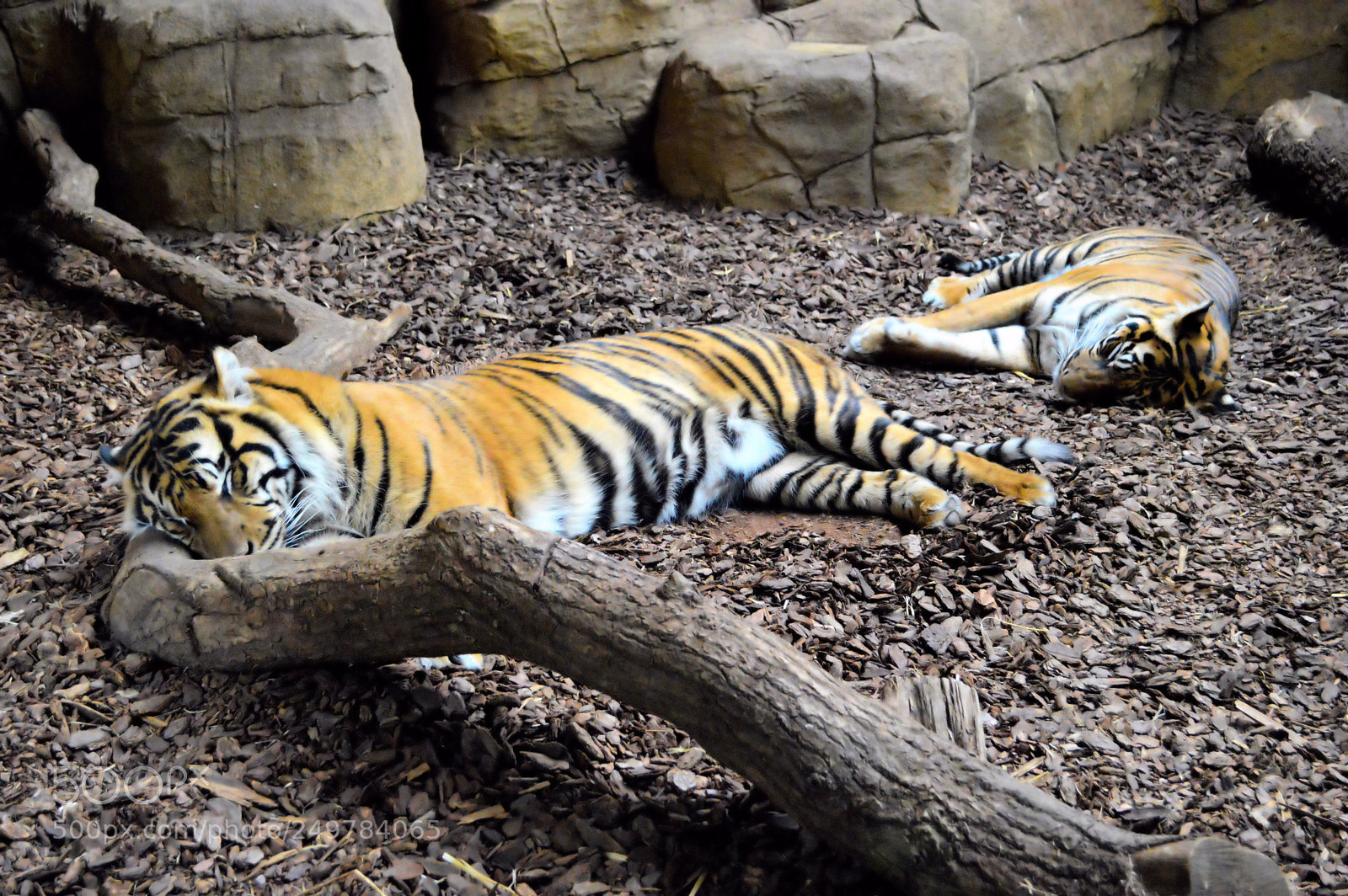 Nikon D3200 sample photo. Sleeping tigers photography