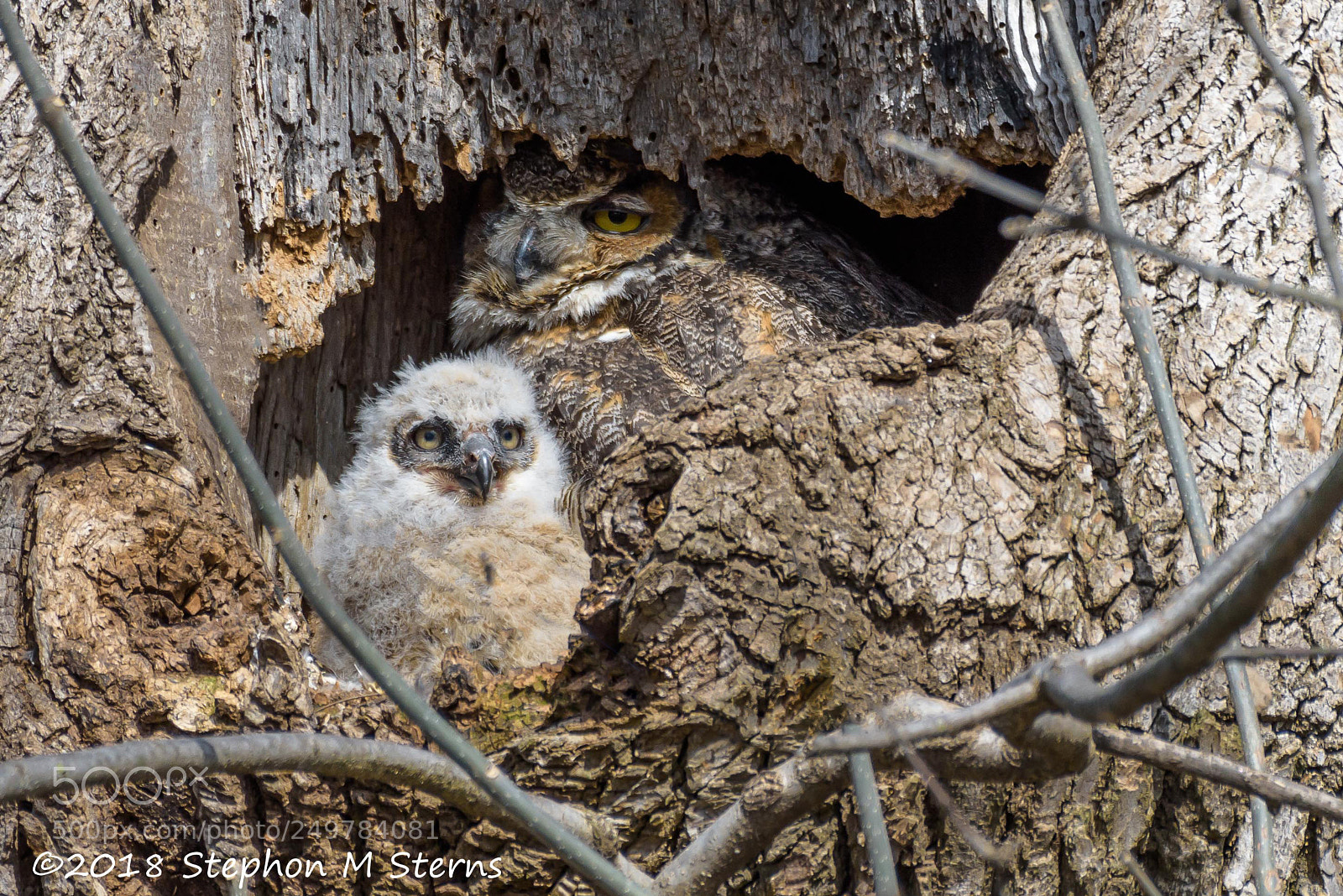 Nikon D810 sample photo. Tree hollow photography