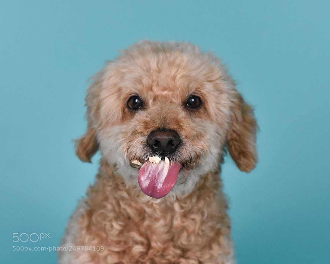 Nikon D3400 sample photo. Stitch photography