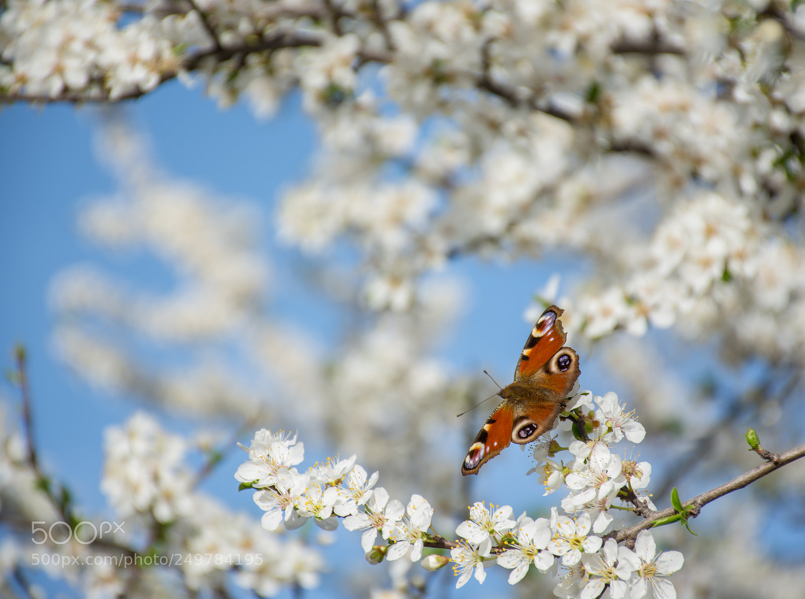 Nikon D7200 sample photo. Blooming butterfly photography