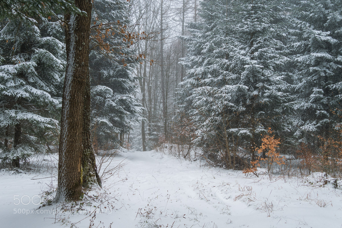 Panasonic Lumix DMC-GX7 sample photo. Return of winter photography