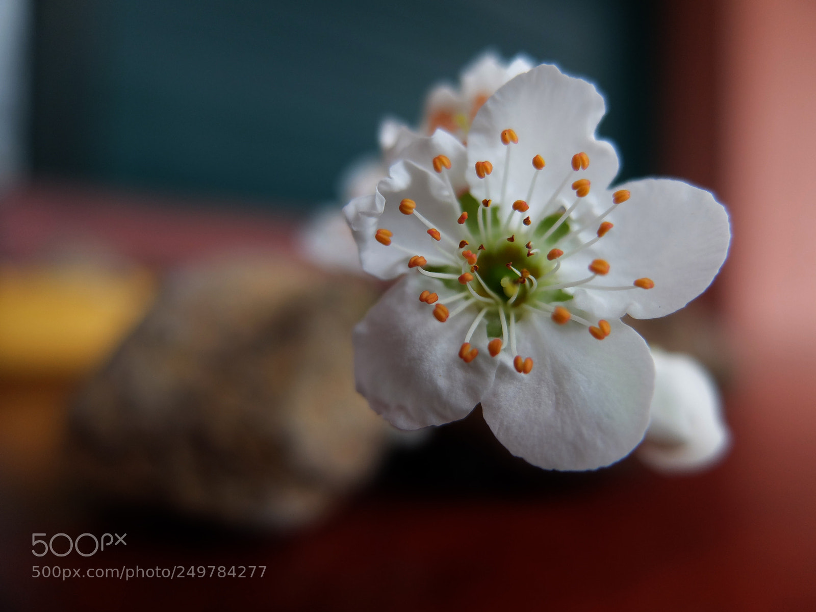 Fujifilm X20 sample photo. Flor de pruner photography