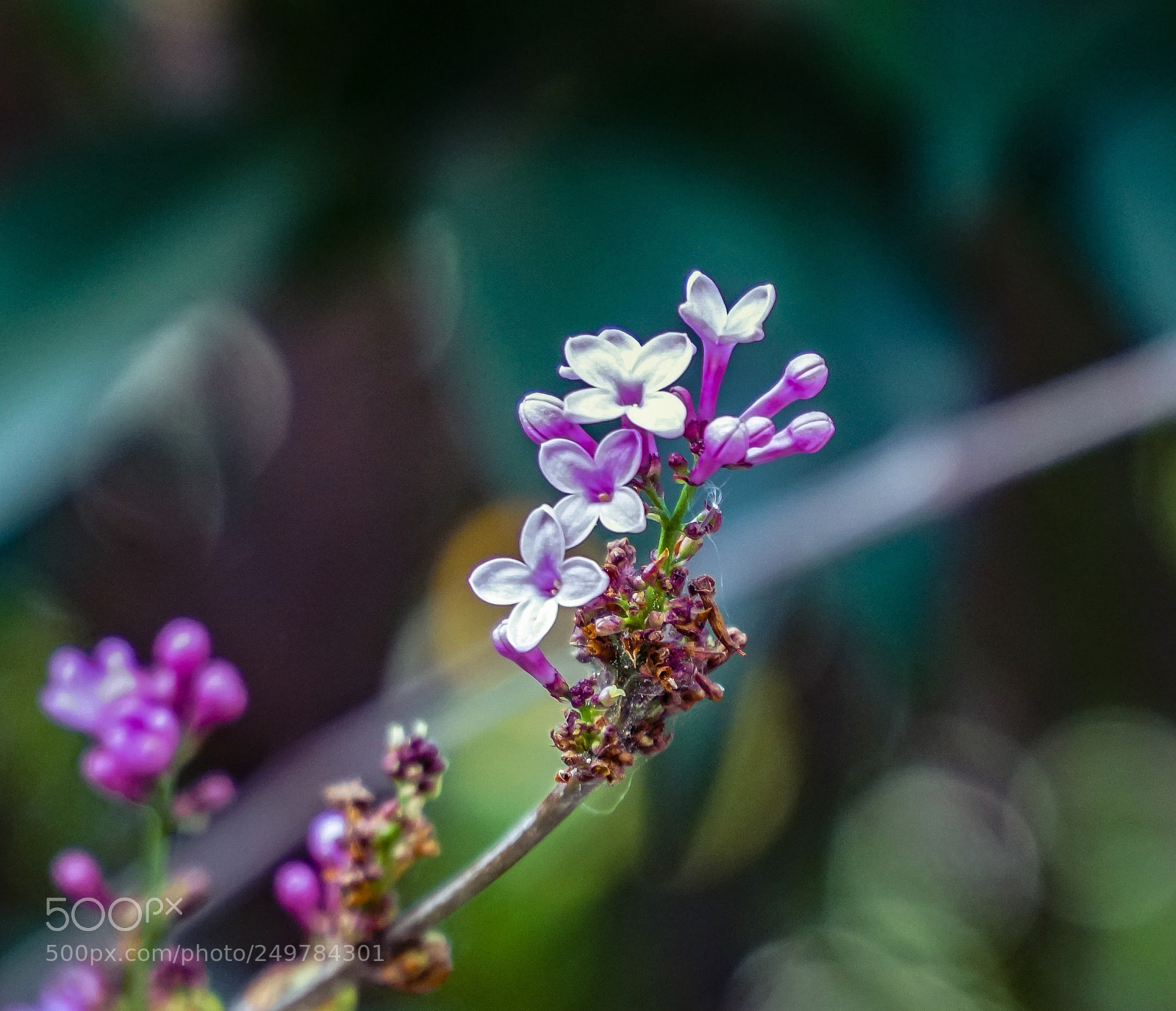 Sony a6500 sample photo. Lilac photography