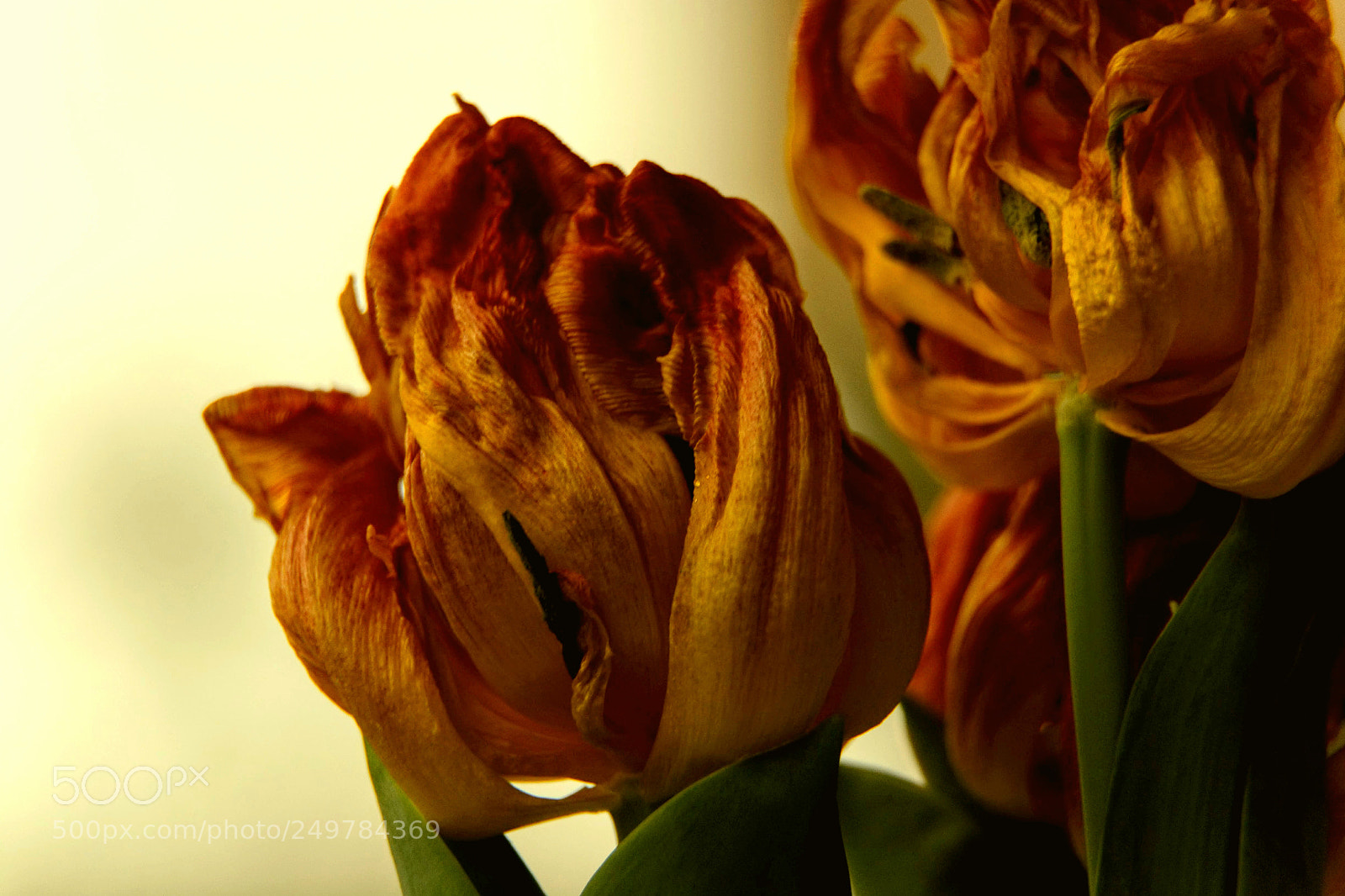 Nikon D5200 sample photo. Decline photography