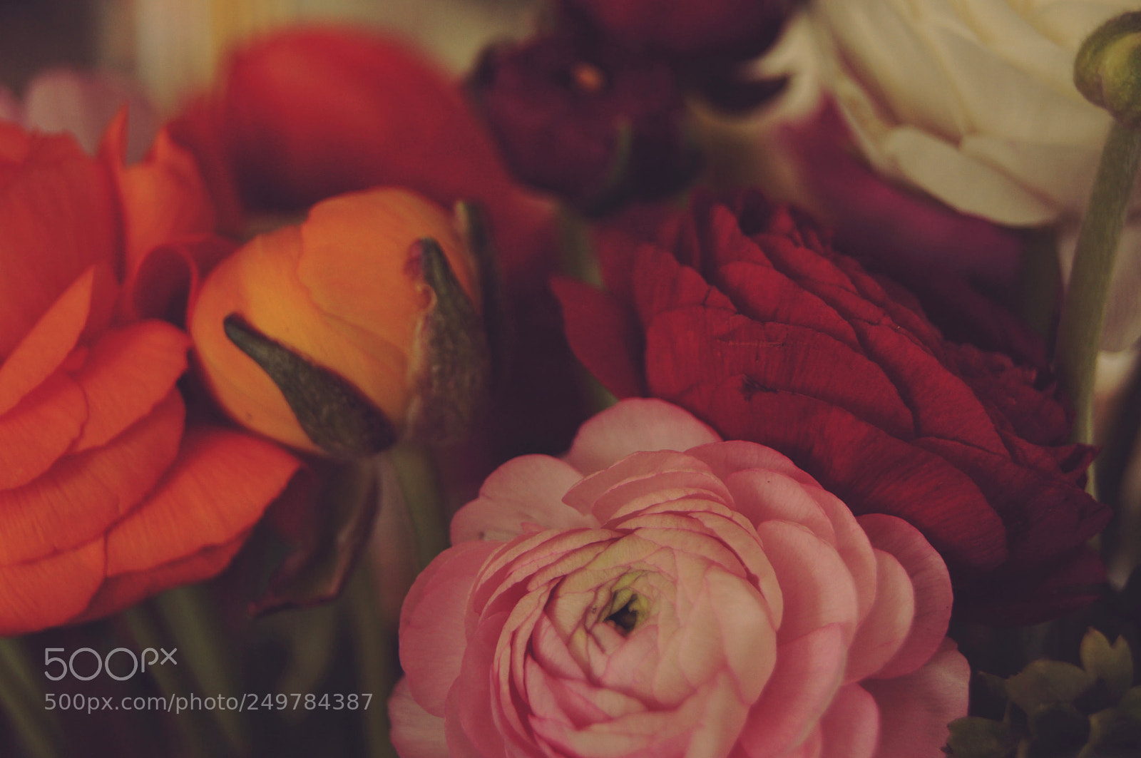 Sony Alpha DSLR-A580 sample photo. Apricot juice photography