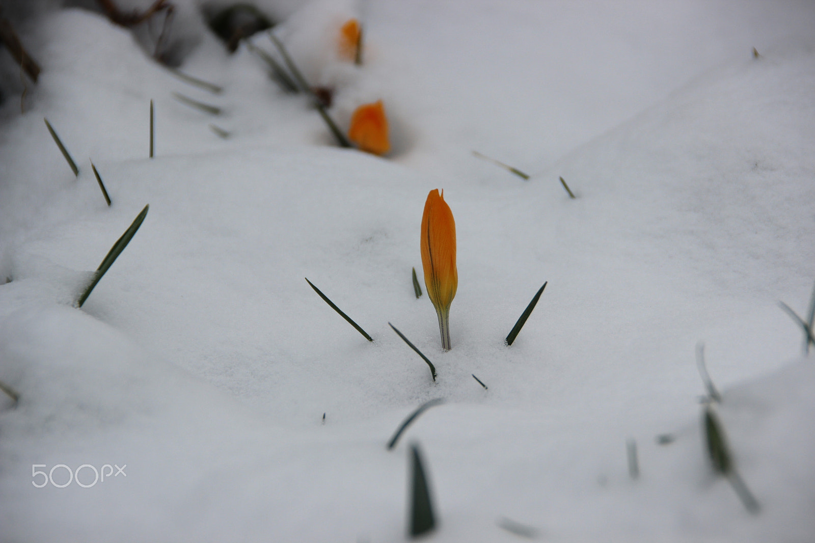 Canon EOS 600D (Rebel EOS T3i / EOS Kiss X5) sample photo. Snow in garden. photography