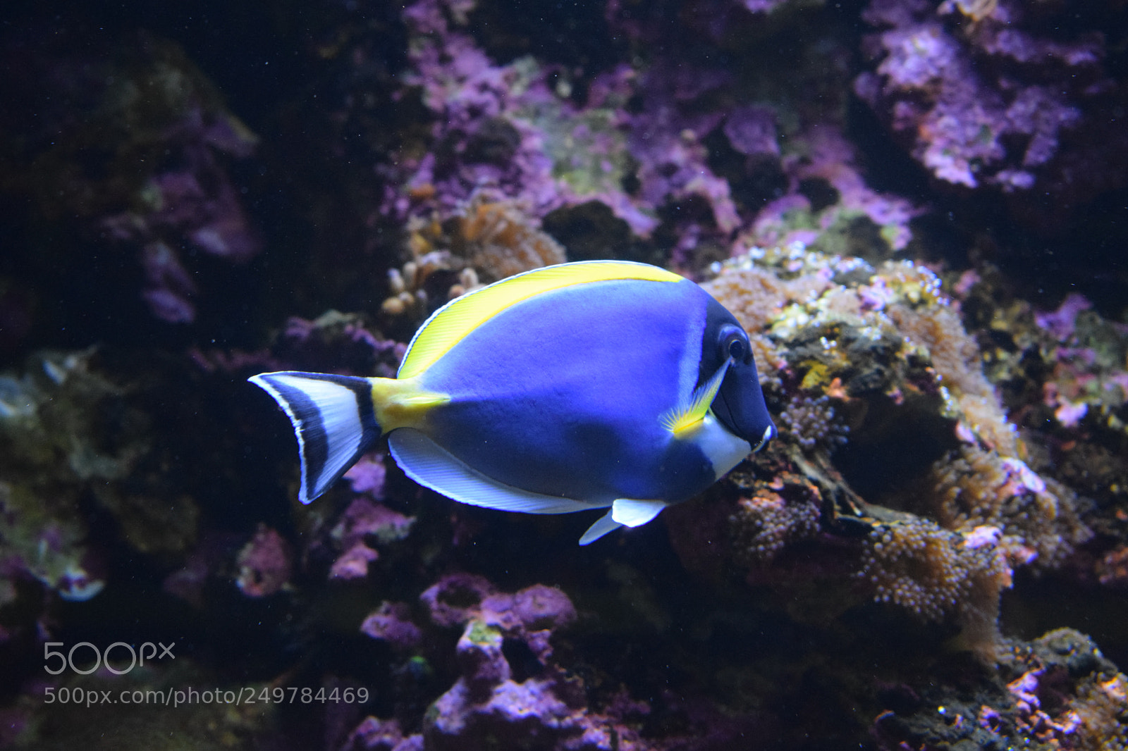 Nikon D3300 sample photo. Chirugien a dos jaune photography