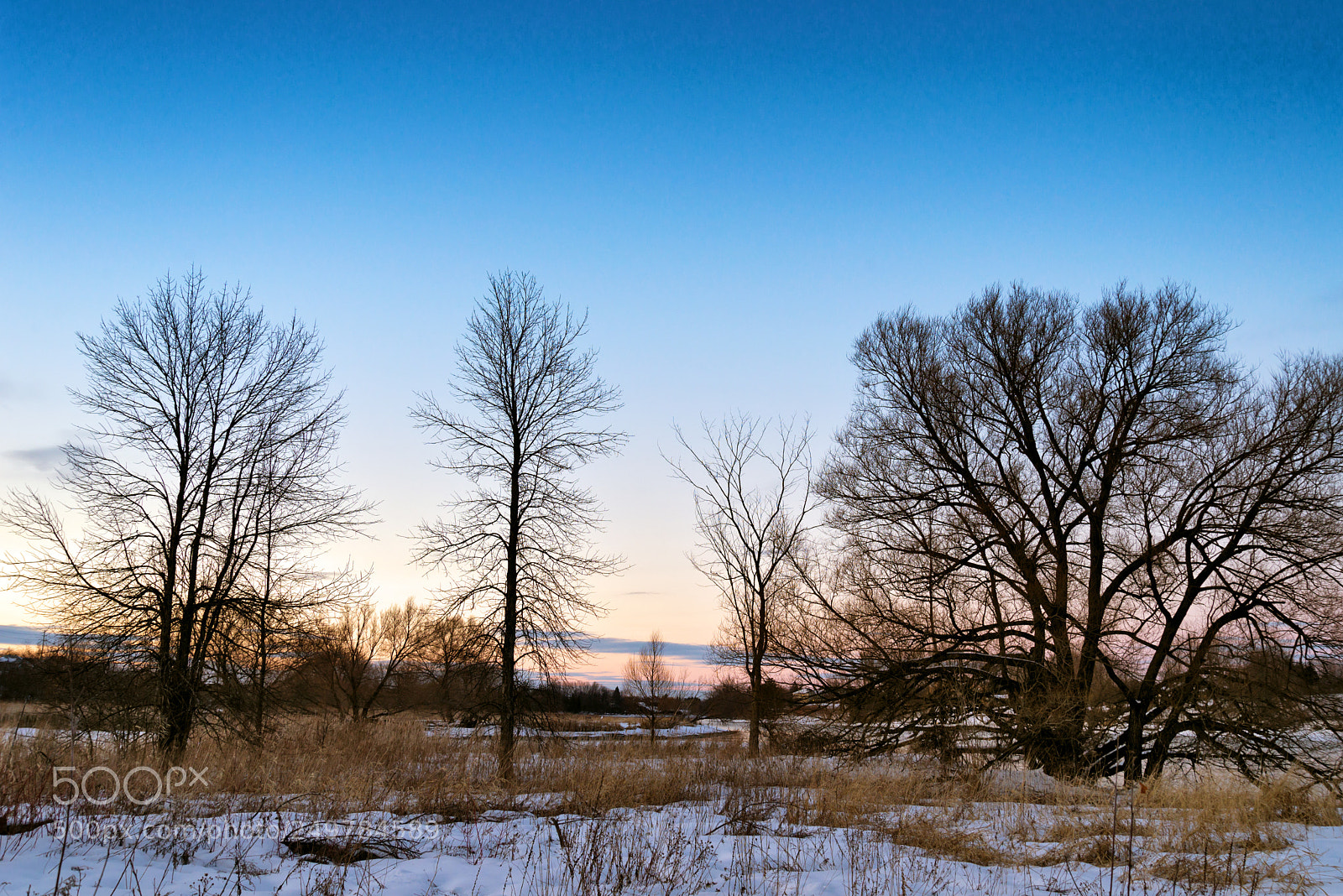 Nikon D610 sample photo. Silhouette of spring photography