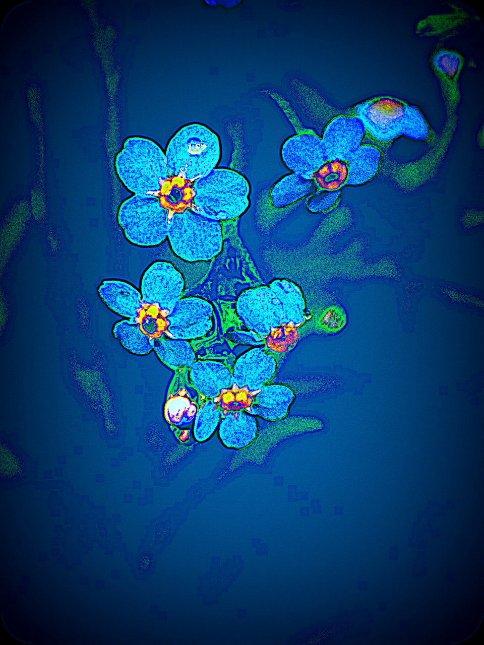 Olympus TG-3 sample photo. Blue flower photography