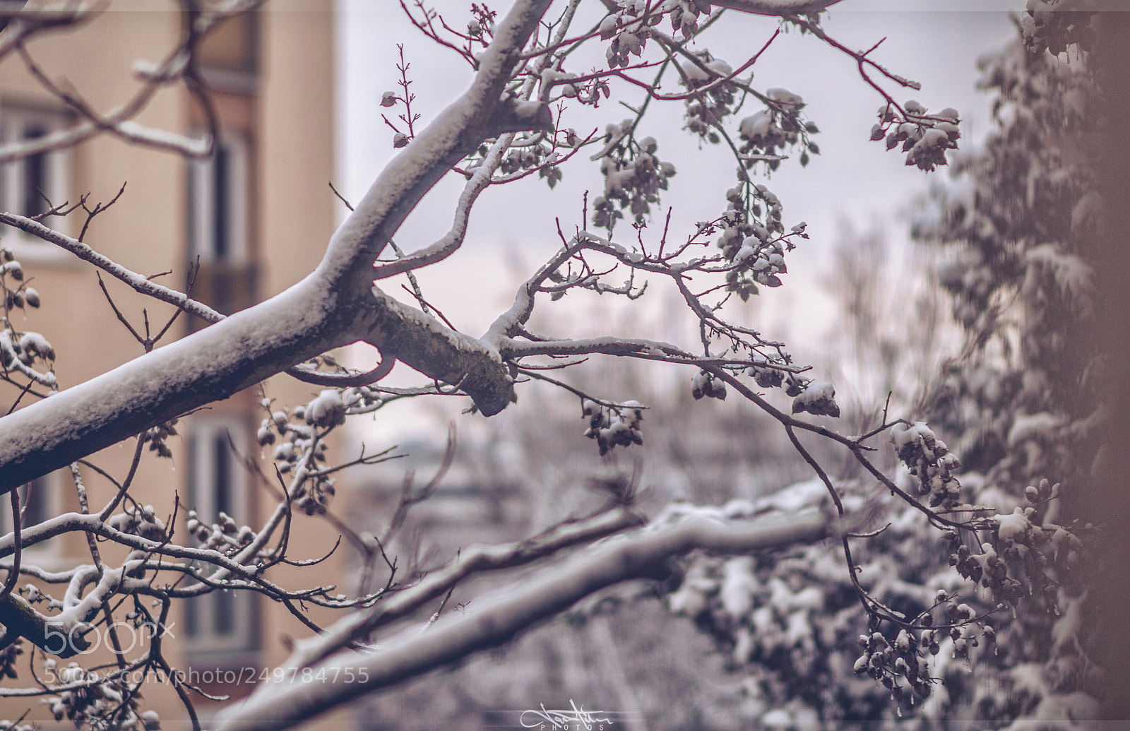 Nikon D5300 sample photo. Let it snow photography