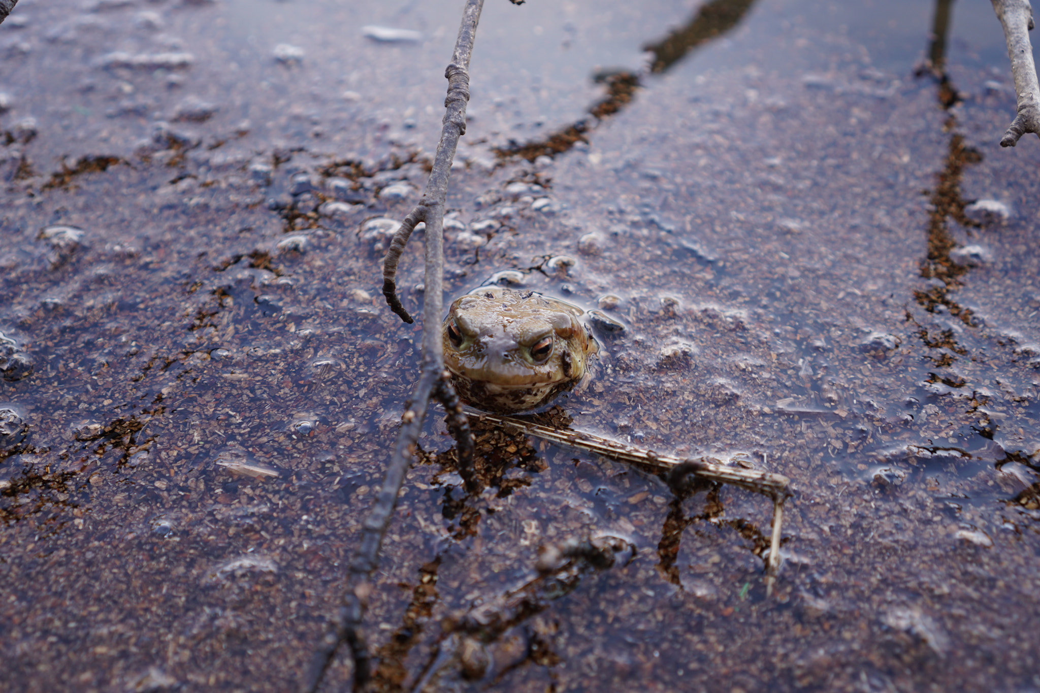 Sony a6000 + Sony E 35mm F1.8 OSS sample photo. Toad photography