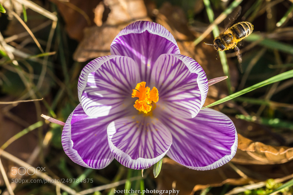 Canon EOS 60D sample photo. March crocus 2018 photography