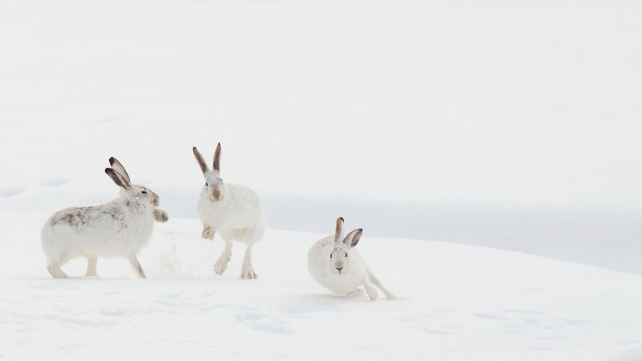 Canon EF-S 55-250mm F4-5.6 IS II sample photo. Rabbit antics photography