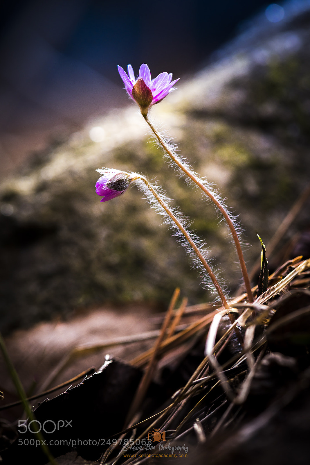 Nikon D810 sample photo. Tiny flower bring spring photography
