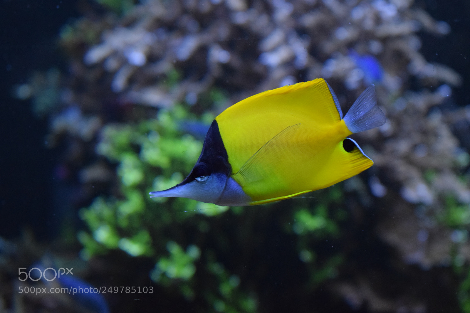 Nikon D3300 sample photo. Poisson pincette jaune photography