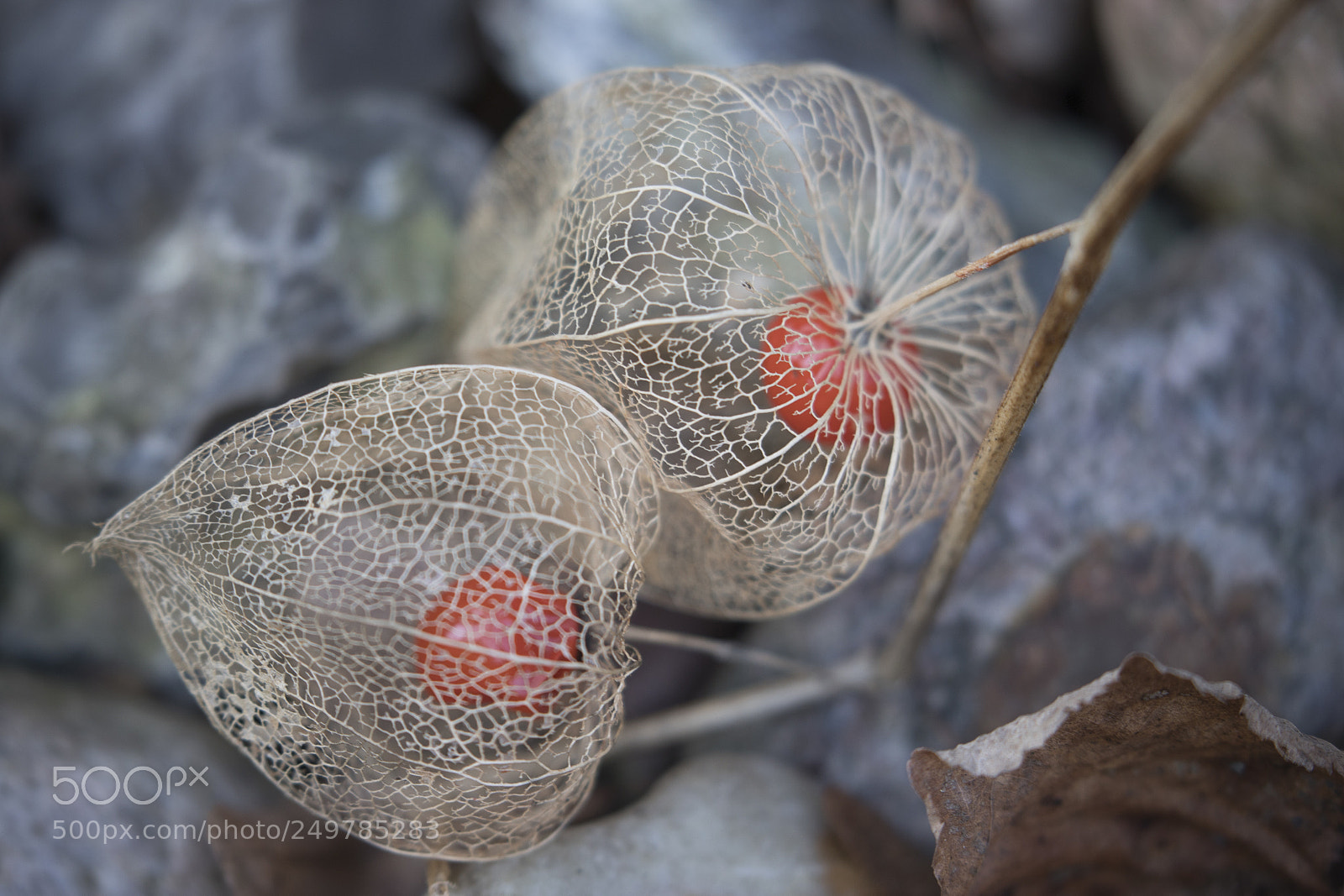 Canon EOS 6D Mark II sample photo. Physalis after winter photography
