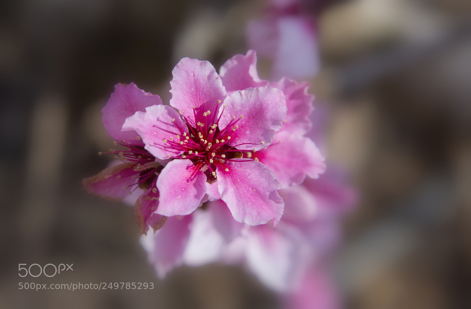 Nikon D7200 sample photo. Pink on gray photography