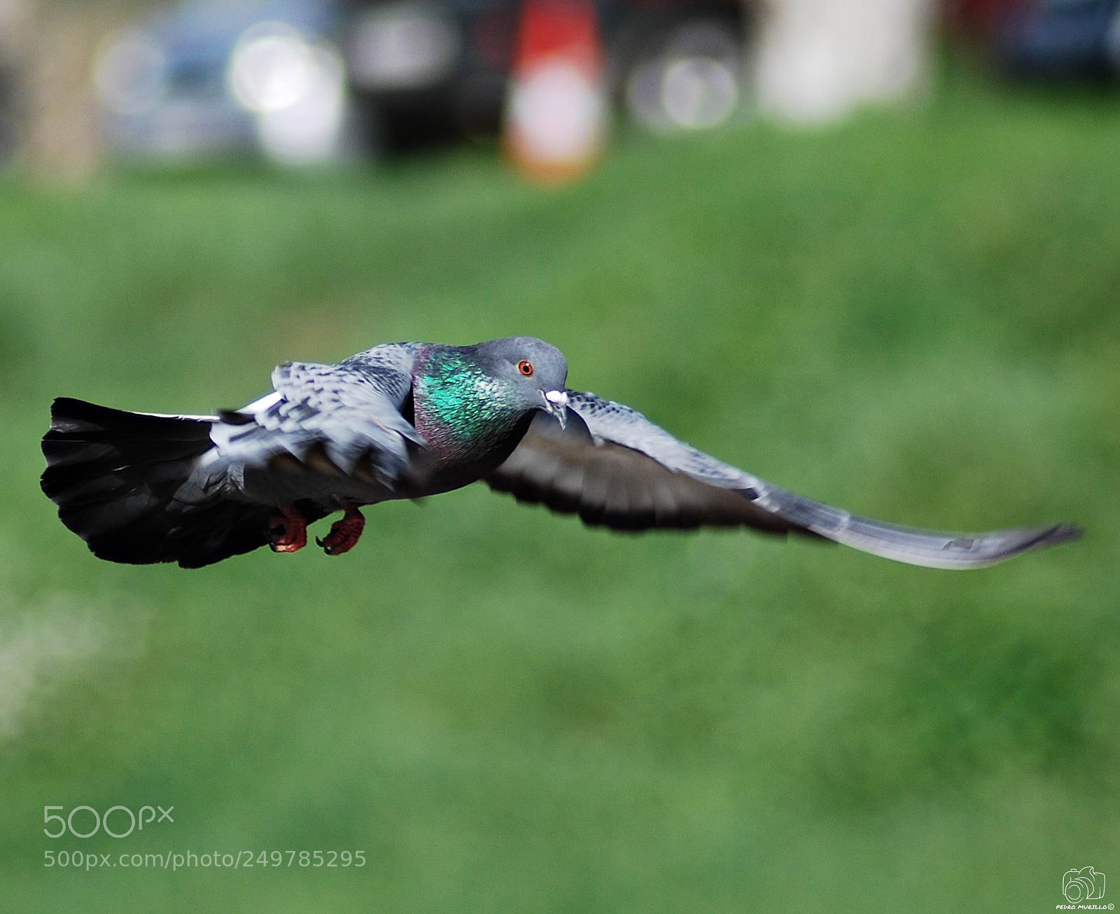 Nikon D60 sample photo. Untitled photography