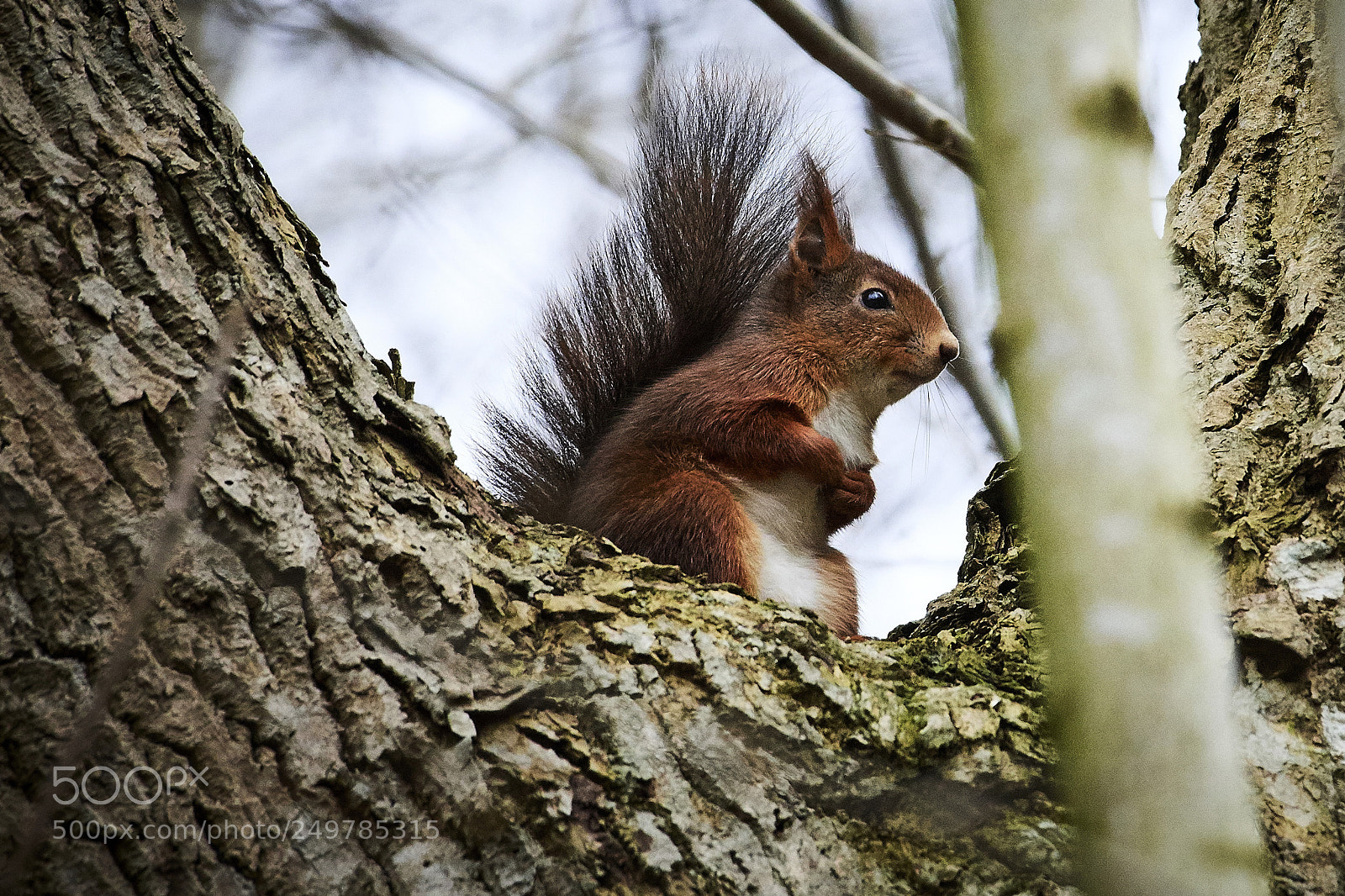 Nikon D500 sample photo. Cute little fellow photography
