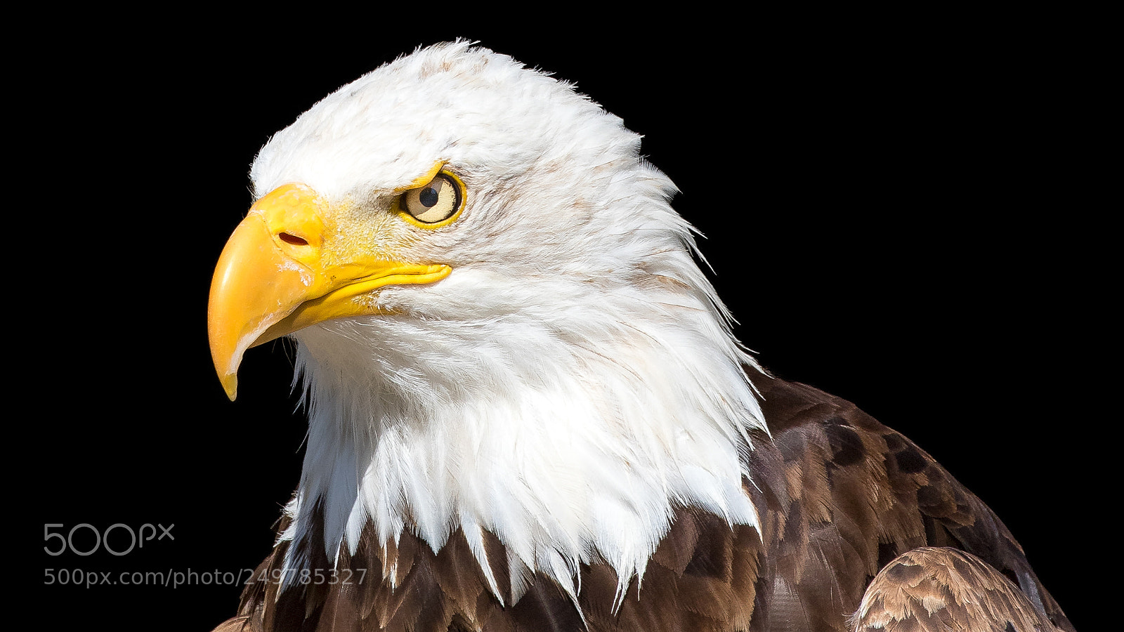 Canon EOS 7D Mark II sample photo. Bald eagle photography