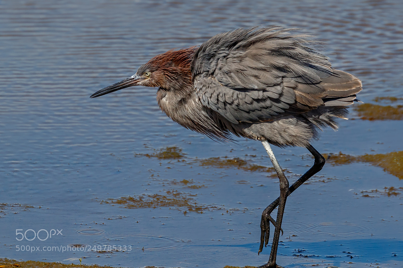 Canon EOS 7D Mark II sample photo. The ball of ruffled photography