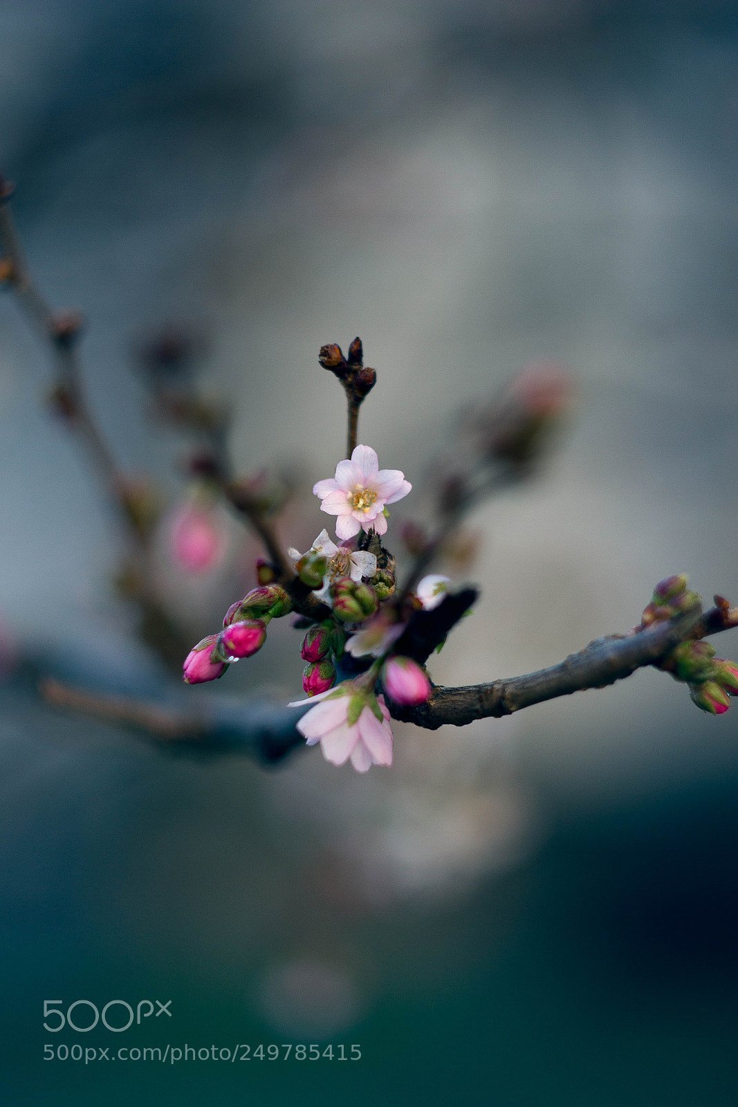 Canon EOS 7D sample photo. First flowers photography