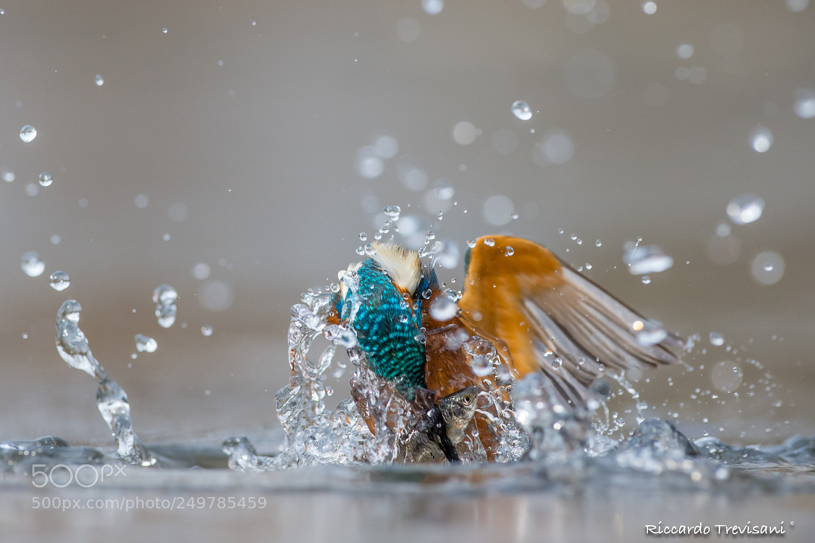 Nikon D4 sample photo. Kingfisher photography