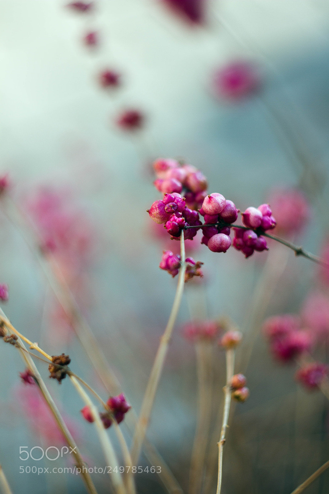 Canon EOS 7D sample photo. Pink berries photography