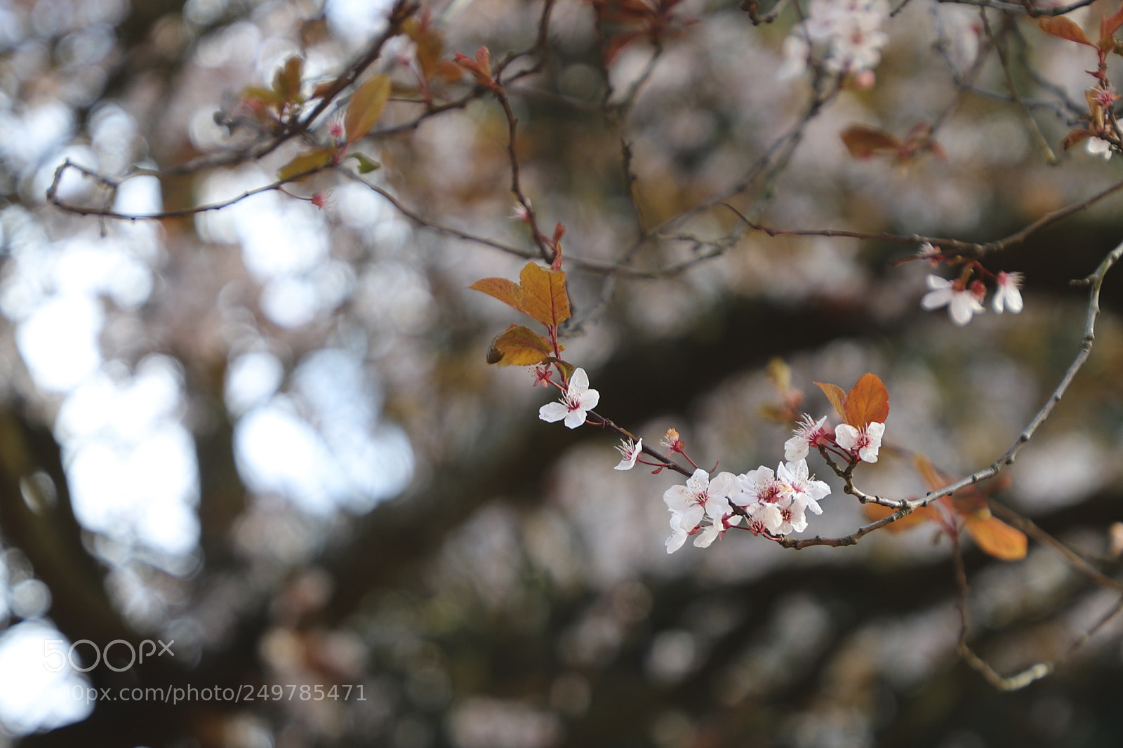 Canon EOS 6D Mark II sample photo. * photography