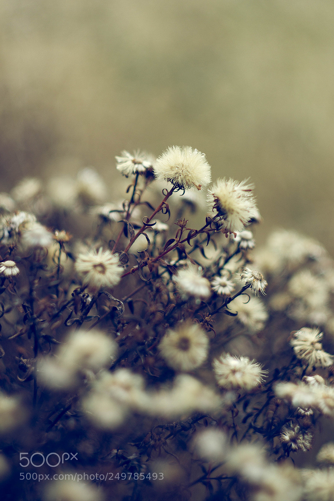 Canon EOS 7D sample photo. Winter flowers photography