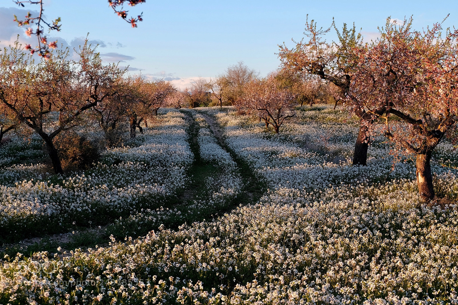 Fujifilm X-T10 sample photo. Evening light, almond orchard photography