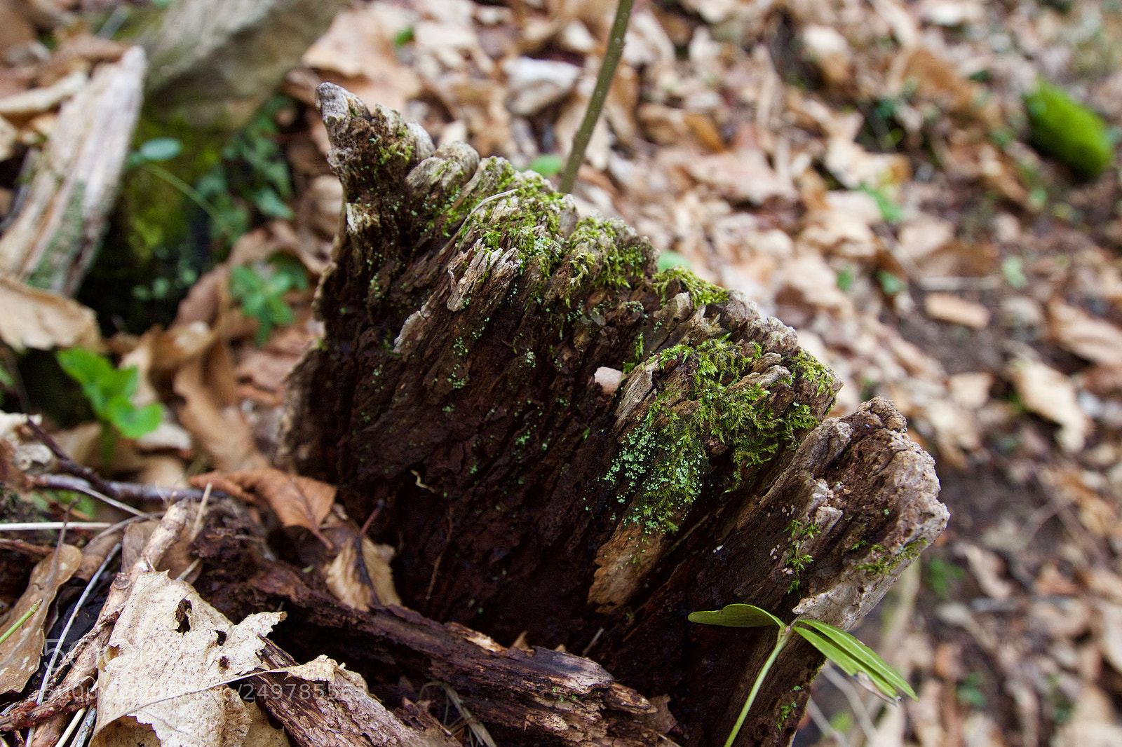Canon EOS 600D (Rebel EOS T3i / EOS Kiss X5) sample photo. Moss photography