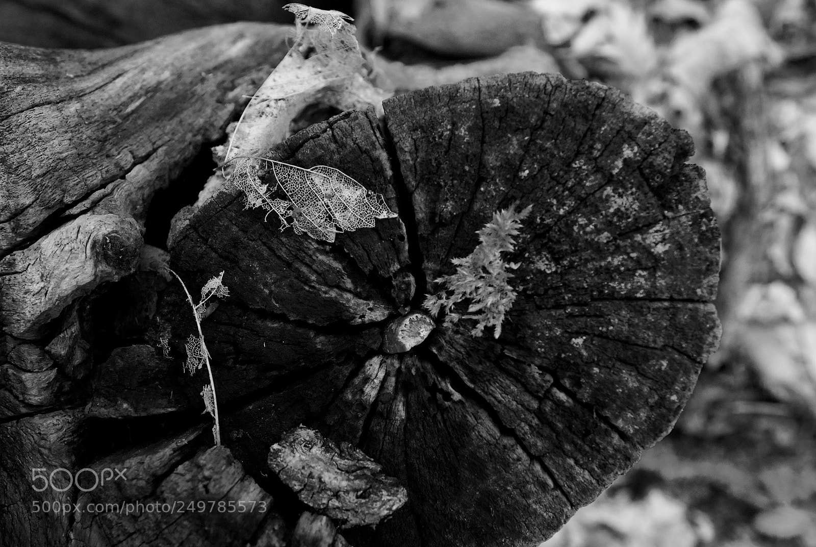 Canon EOS 600D (Rebel EOS T3i / EOS Kiss X5) sample photo. B&w photography
