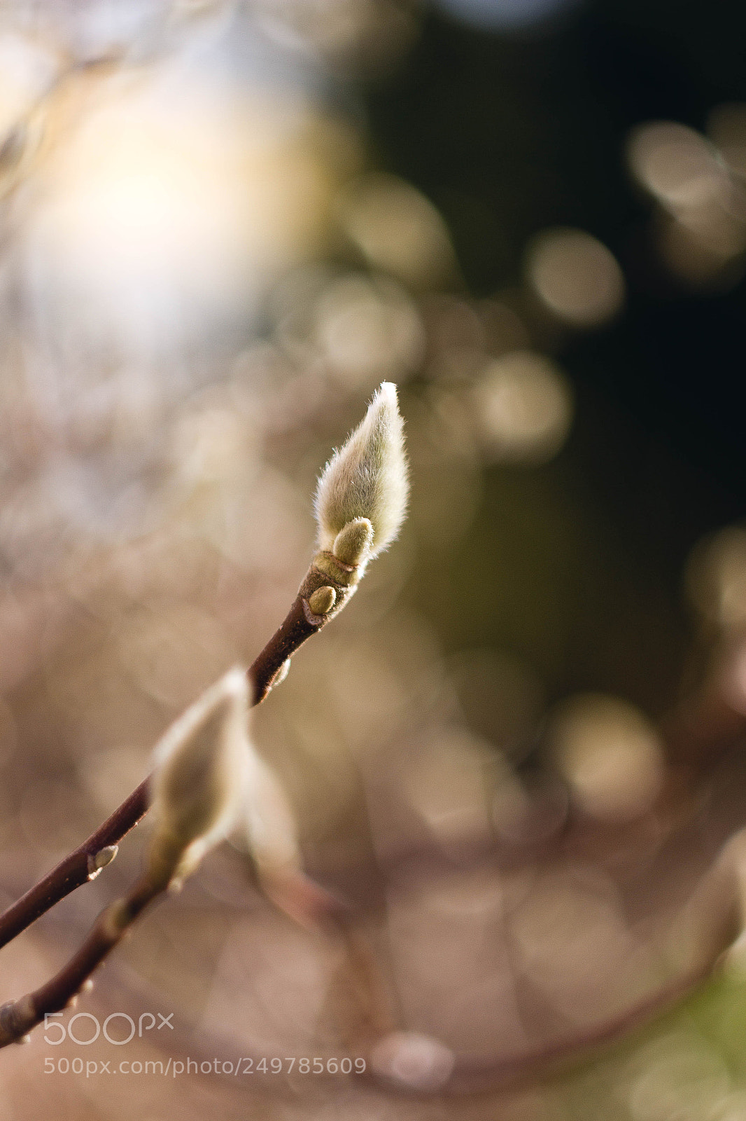 Canon EOS 7D sample photo. Magnolian bud in sunshine photography