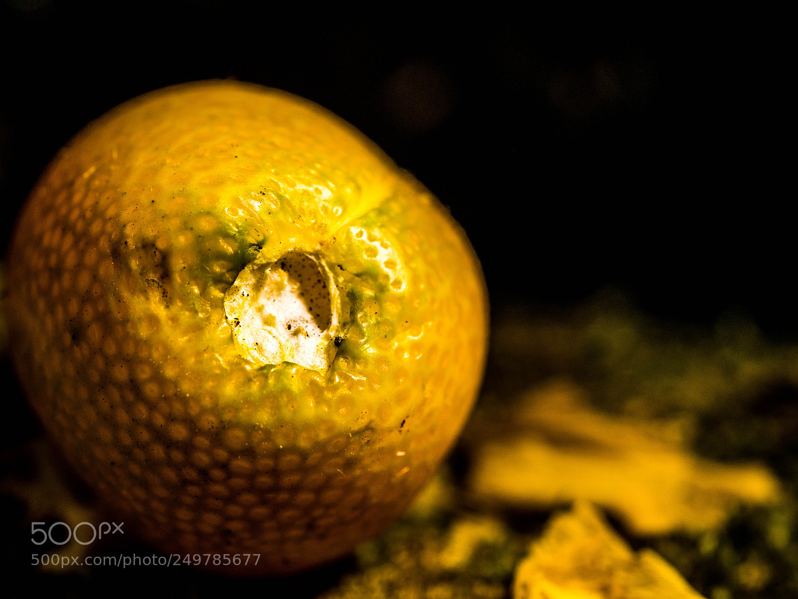 Panasonic DMC-G81 sample photo. Stalk of a lemon photography