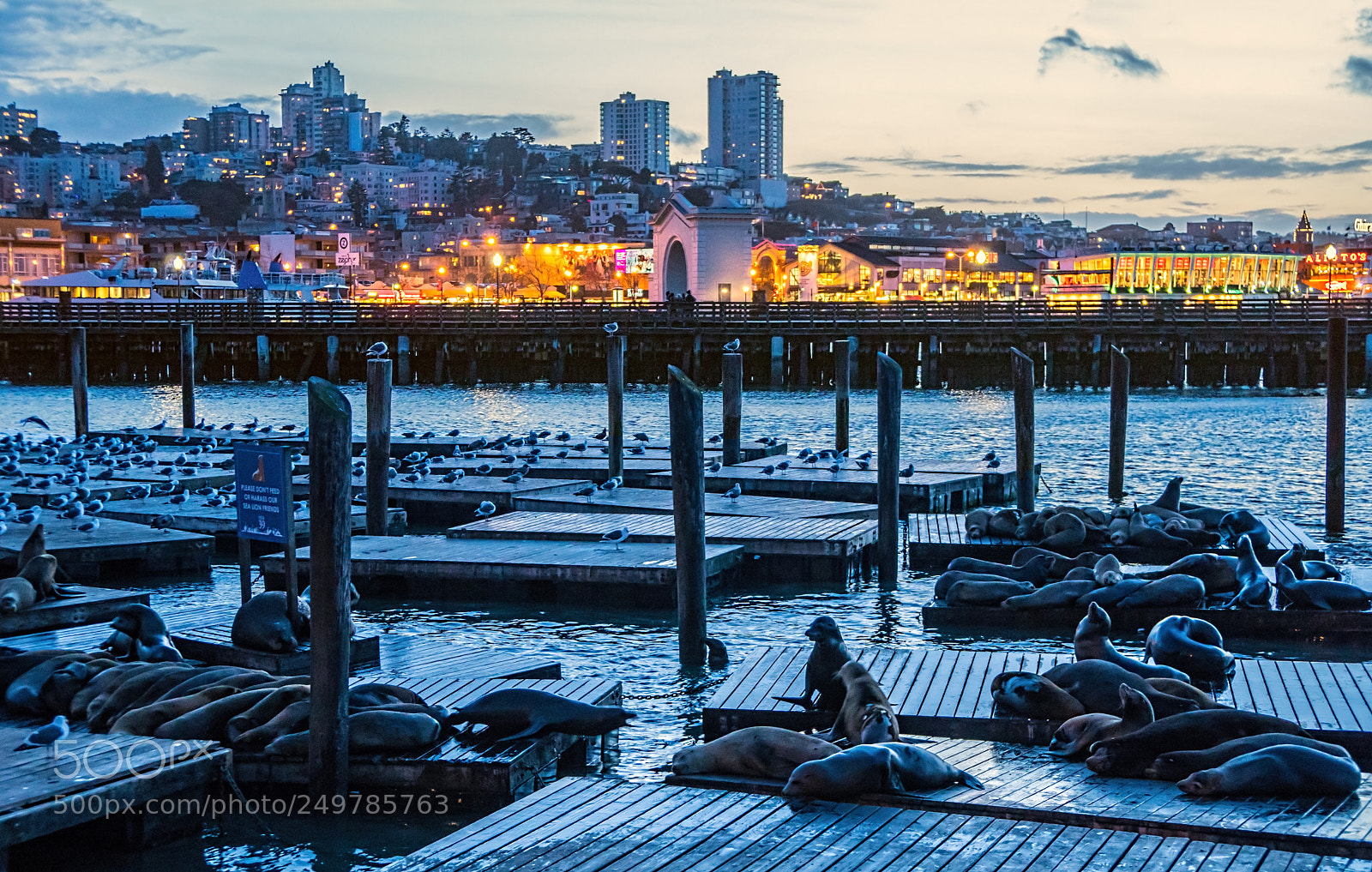 Sony a6300 sample photo. Pier 39. san francisco. california photography