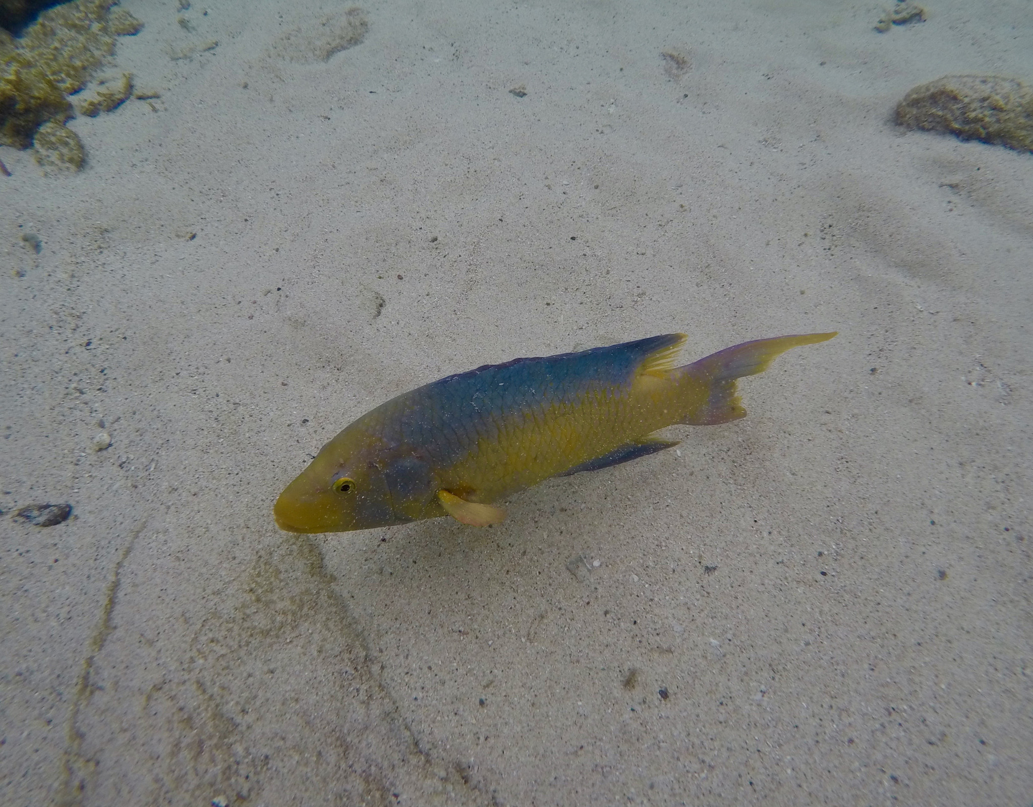 GoPro HERO4 Silver sample photo