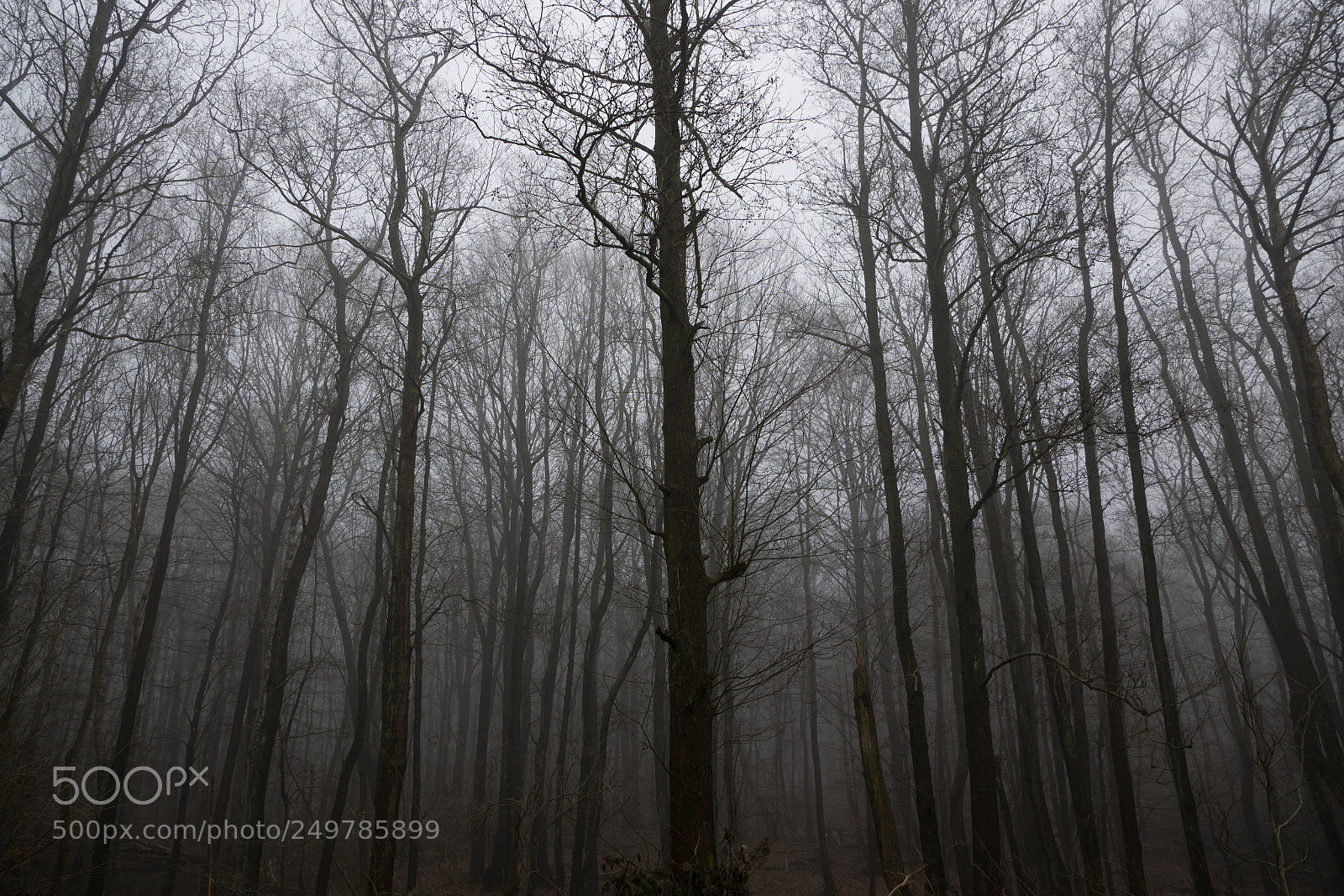 Panasonic DMC-G81 sample photo. Gloomy forest photography