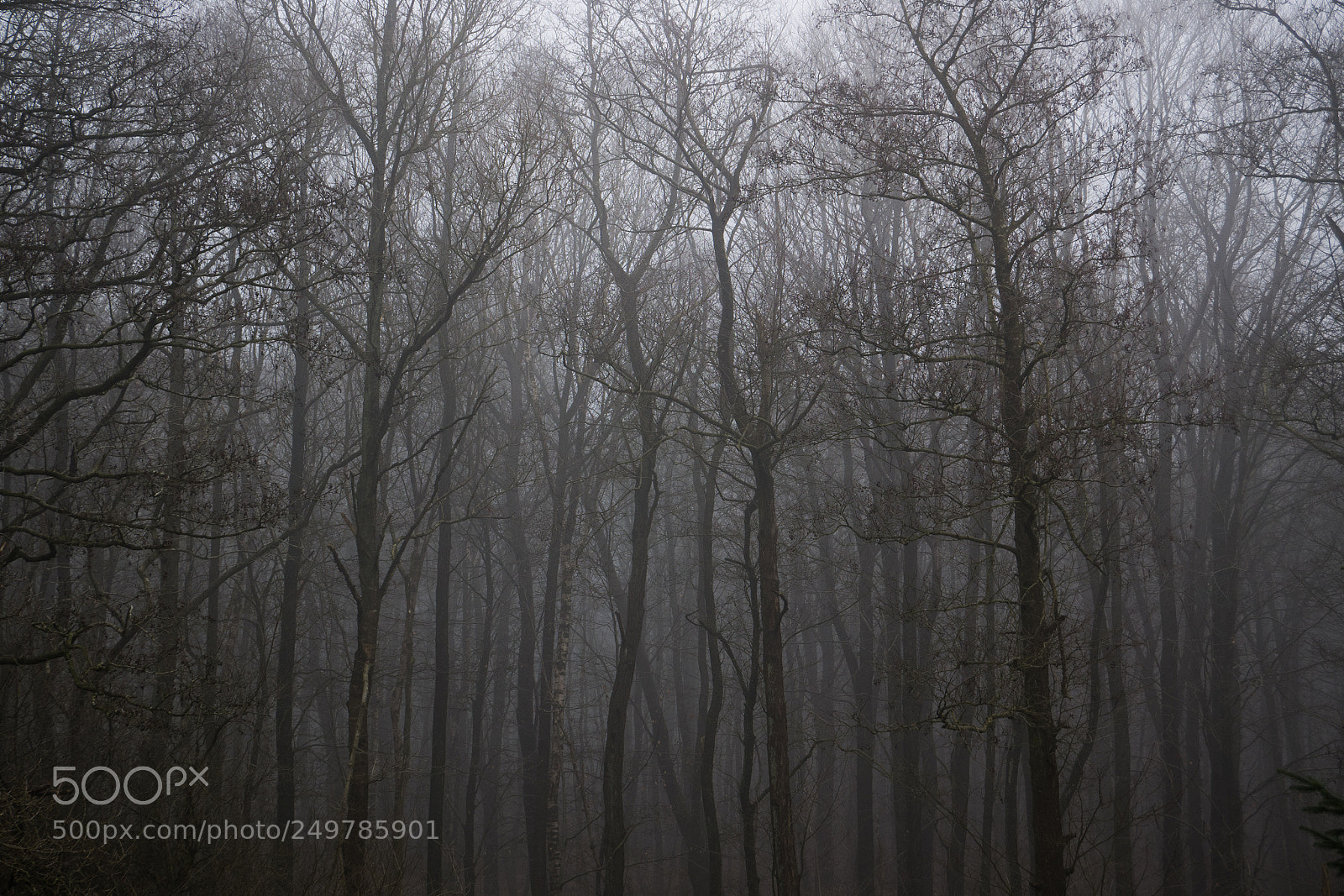 Panasonic DMC-G81 sample photo. Gloomy forest photography