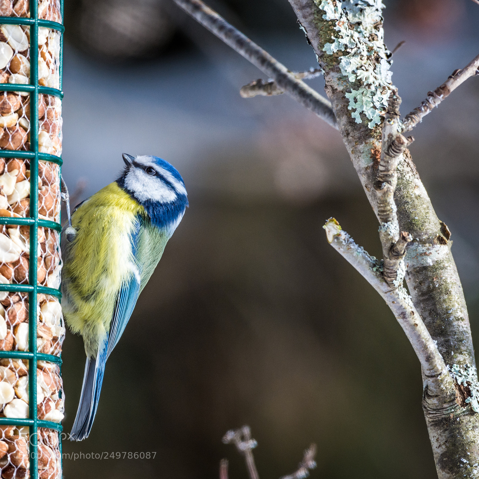 Nikon D7200 sample photo. Blue tit photography