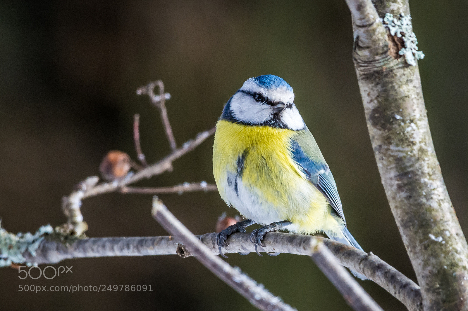 Nikon D7200 sample photo. Blue tit photography