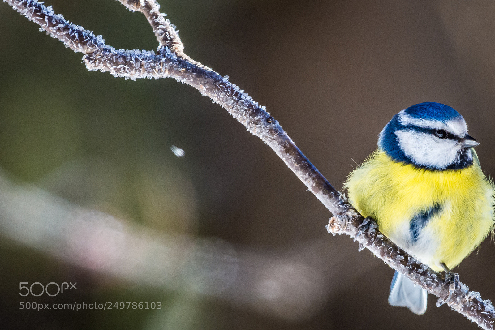 Nikon D7200 sample photo. Blue tit photography