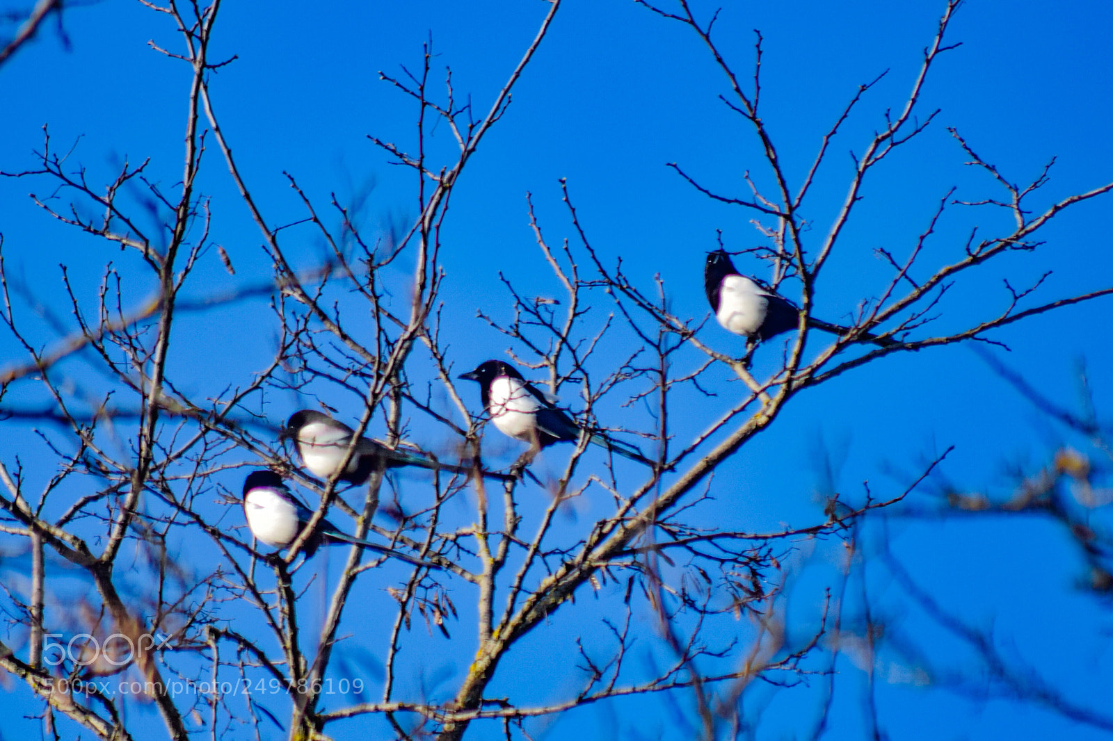 Nikon D5300 sample photo. Quatre pies sur un photography