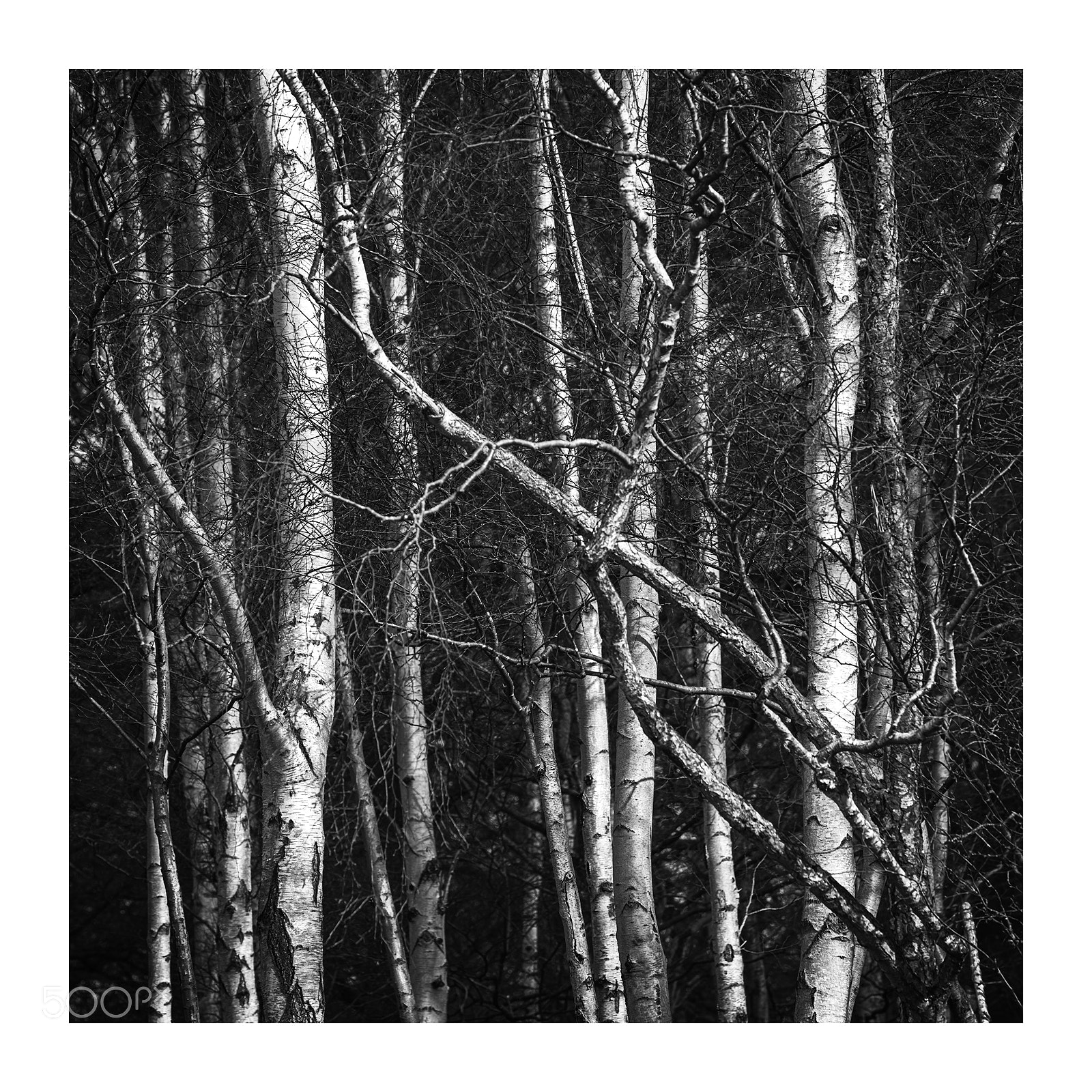 Nikon D810 sample photo. Tangled photography