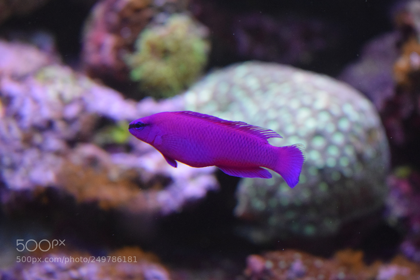Nikon D3300 sample photo. Pseudochromis fridmani mâle photography