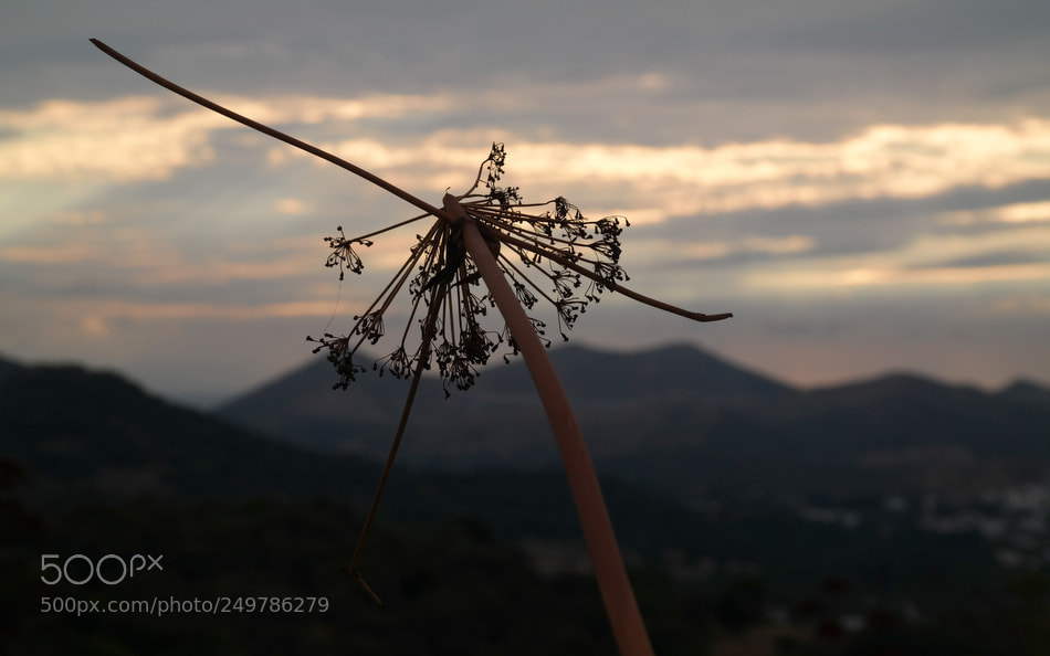 Samsung NX30 sample photo. ... photography